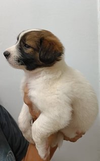 Puppies  - Mixed Breed Dog