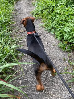 Troy - Mixed Breed Dog