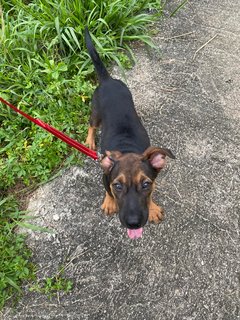 Troy - Mixed Breed Dog