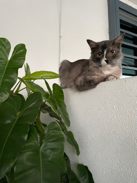 Buldak - Domestic Medium Hair Cat