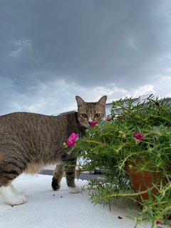 Lily - Domestic Short Hair Cat