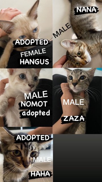 Nana , Nomot , Hangus , Zaza , Haha - Domestic Short Hair Cat