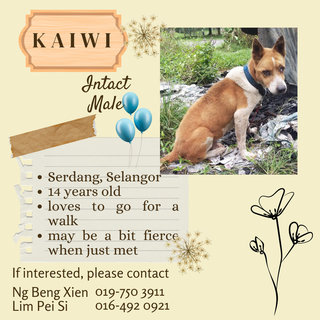 Kaiwi - Mixed Breed Dog