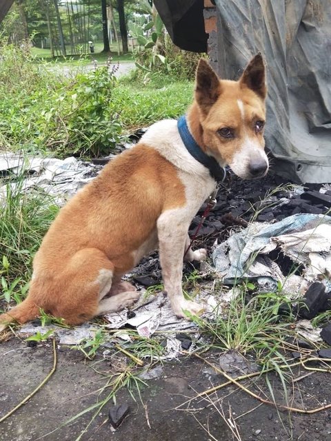 Kaiwi - Mixed Breed Dog