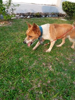 Kaiwi - Mixed Breed Dog