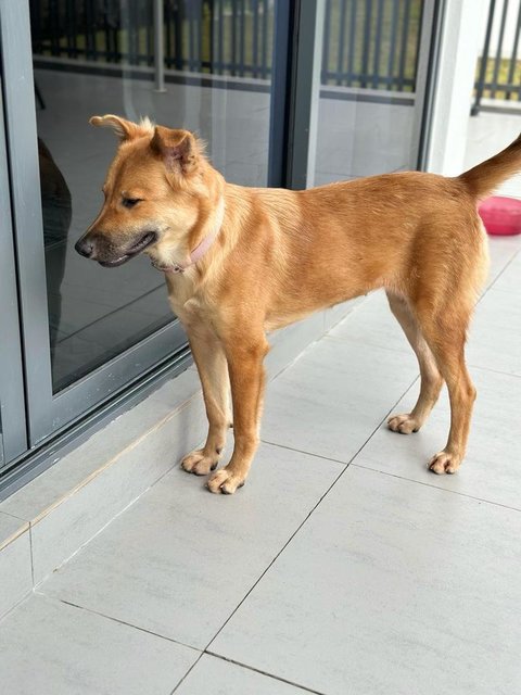 Brownie - Mixed Breed Dog