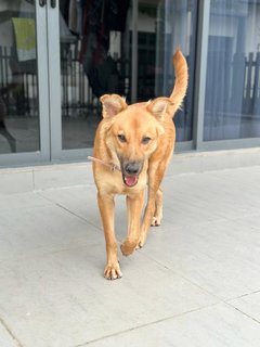 Brownie - Mixed Breed Dog