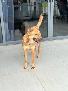 Brownie - Mixed Breed Dog