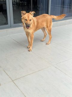 Brownie - Mixed Breed Dog