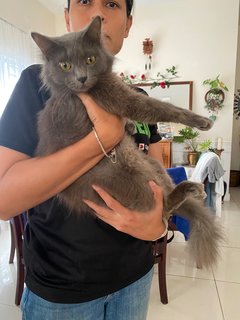 Pedro Jr - Domestic Medium Hair Cat