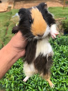 Guinea Pig - Guinea Pig Small & Furry