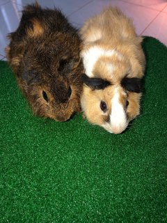 Guinea Pig - Guinea Pig Small & Furry