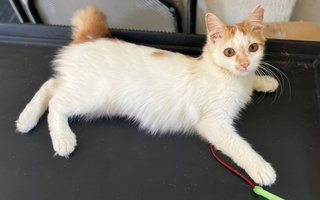 Isha - Domestic Long Hair Cat