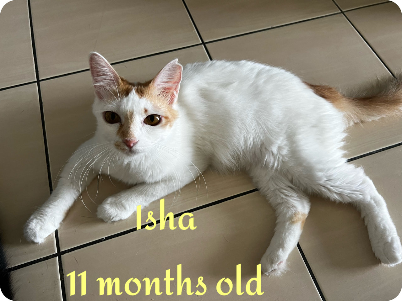 Isha - Domestic Long Hair Cat