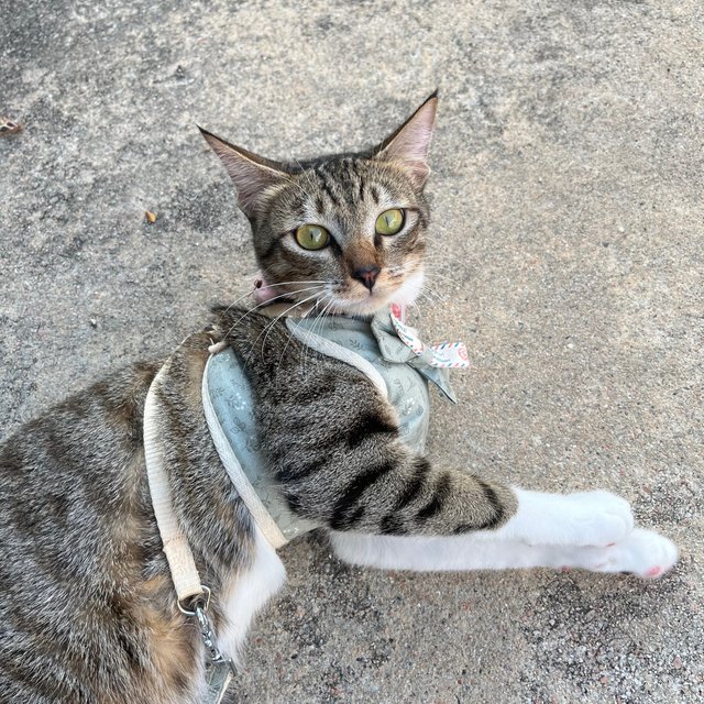 Ponyo - Domestic Short Hair Cat