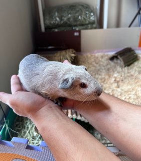 3 Guinea Pigs - Guinea Pig Small & Furry