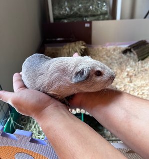 3 Guinea Pigs - Guinea Pig Small & Furry