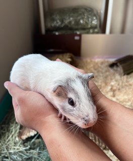 3 Guinea Pigs - Guinea Pig Small & Furry