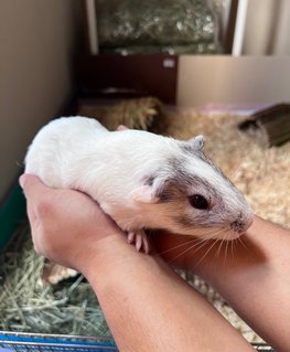 3 Guinea Pigs - Guinea Pig Small & Furry