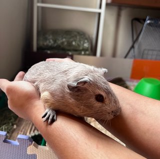 3 Guinea Pigs - Guinea Pig Small & Furry