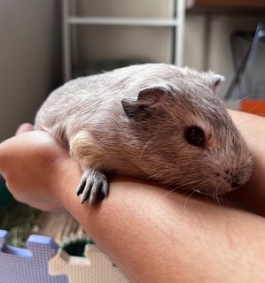 3 Guinea Pigs - Guinea Pig Small & Furry