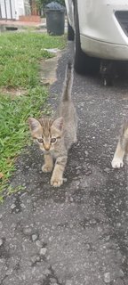 Caramel And Praline - Domestic Short Hair Cat