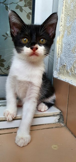 Moli &amp; Panda - Domestic Short Hair Cat