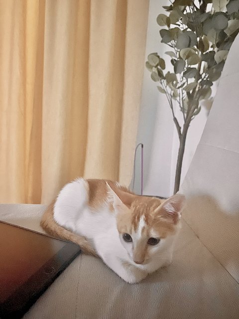 Garfield - Turkish Van Cat