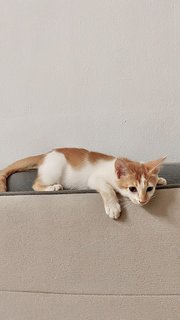 Garfield - Turkish Van Cat