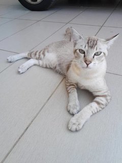 Cantik! - Domestic Short Hair Cat