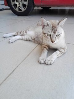 Cantik! - Domestic Short Hair Cat