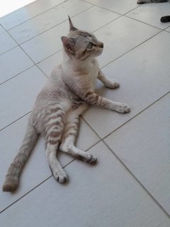 Cantik! - Domestic Short Hair Cat