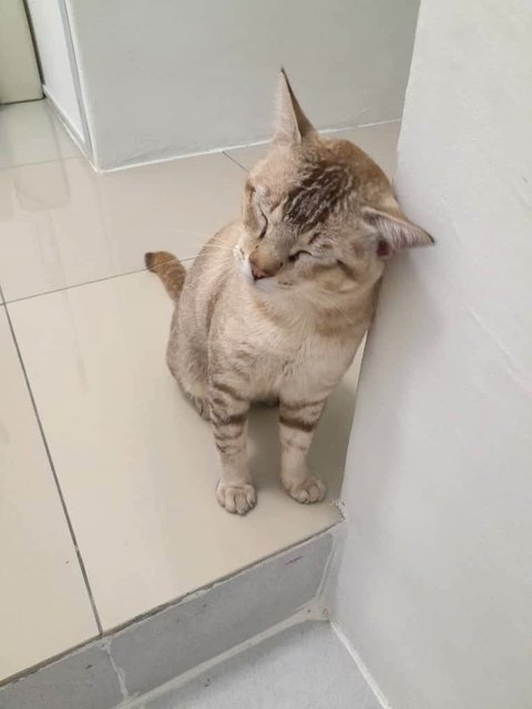 Cantik! - Domestic Short Hair Cat