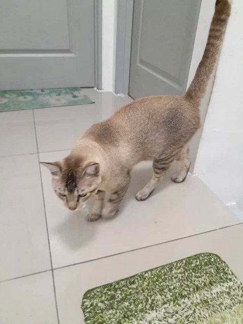 Cantik! - Domestic Short Hair Cat