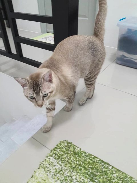 Cantik! - Domestic Short Hair Cat