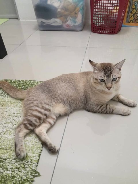 Cantik! - Domestic Short Hair Cat