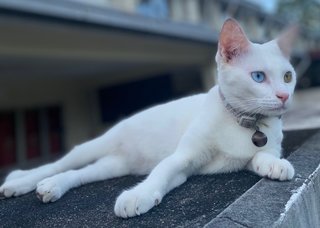 Sailormoon - Domestic Short Hair Cat