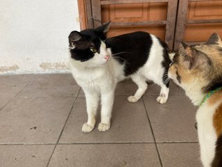 Oreo - Domestic Short Hair Cat