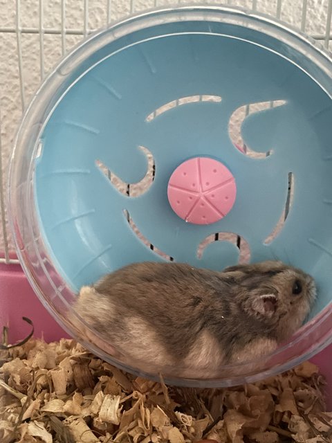 Hammy - Short Dwarf Hamster Hamster