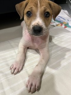 Caesar - Mixed Breed Dog