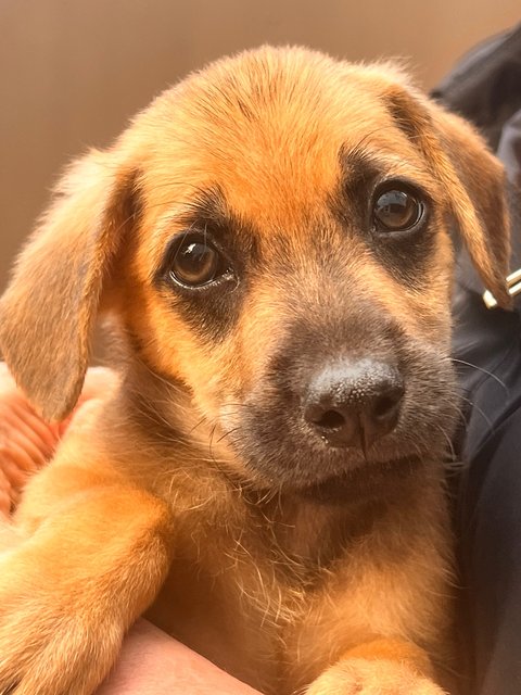 Puppy’s Free For Adoption  - Mixed Breed Dog