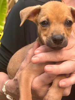 Puppy’s Free For Adoption  - Mixed Breed Dog