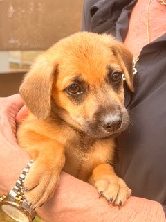 Puppy’s Free For Adoption  - Mixed Breed Dog