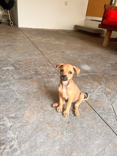 Puppy’s Free For Adoption  - Mixed Breed Dog