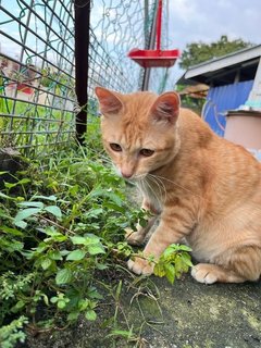 Xiao Ju - Domestic Short Hair Cat