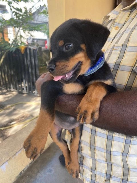 Puppy  - Rottweiler Dog