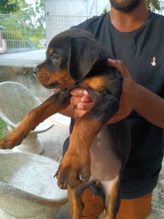 Puppy  - Rottweiler Dog