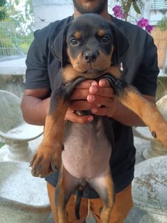 Puppy  - Rottweiler Dog