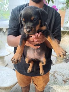 Puppy  - Rottweiler Dog