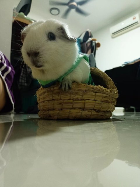 Cinno - Guinea Pig Small & Furry